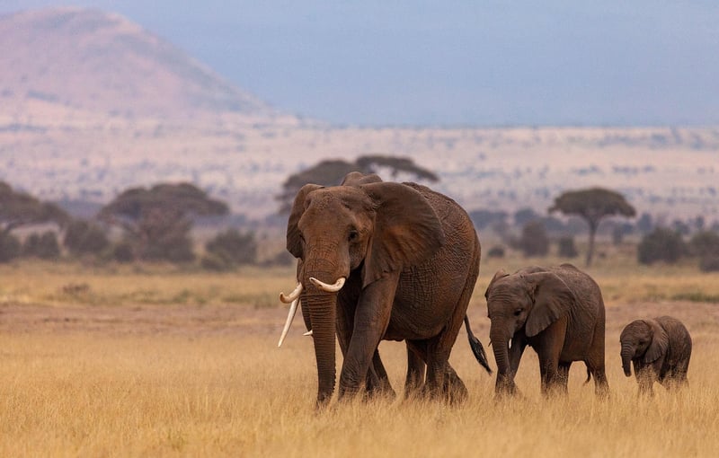 Wildlife Safari